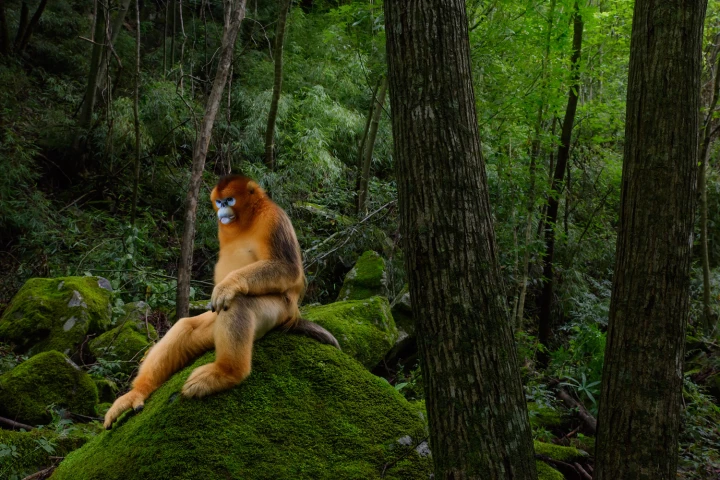 Highly Commended Natural World, Portfolio. The highly endangered, golden snub-nosed monkey in Shaanxi, China
