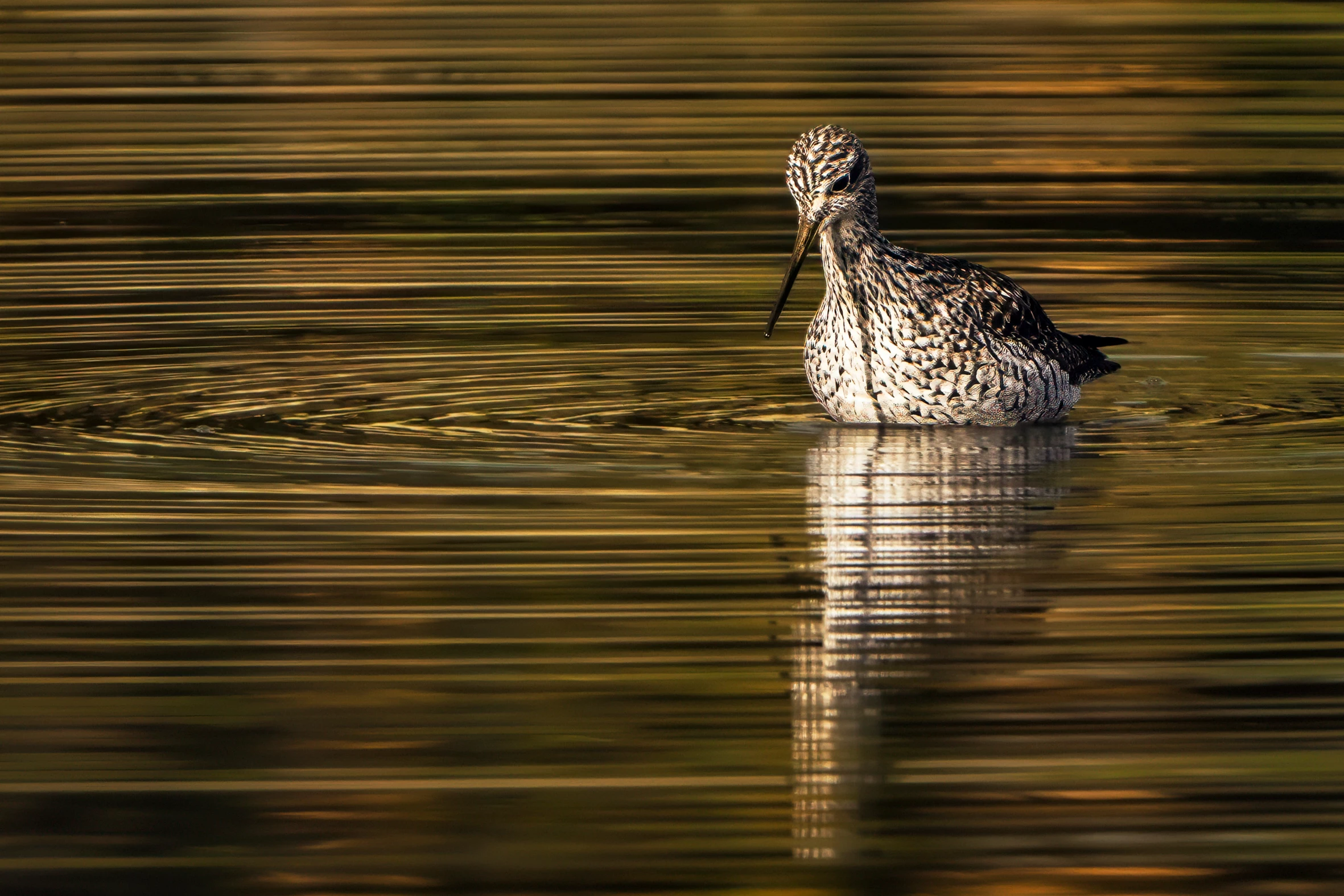 2025 Birds Without Borders Honorable Mention, Chile and Colombia: Greater yellowlegs (Tringa melanoleuca) by Leonardo Guzman-Jimenez (Chia, Colombia)