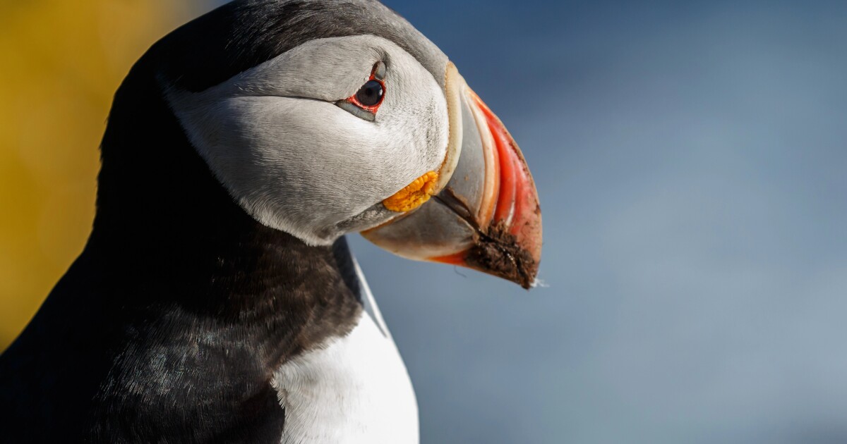 Iceland’s puffling patrol saves stranded baby puffins Iceland’s puffling patrol saves stranded baby puffins