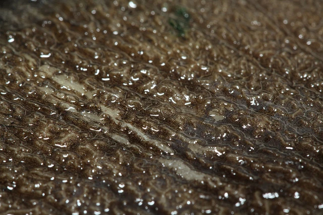 The corrugations, the soft but tough internal layer and the hydration of the scales all contribute to their ability to flex while remaining strong
