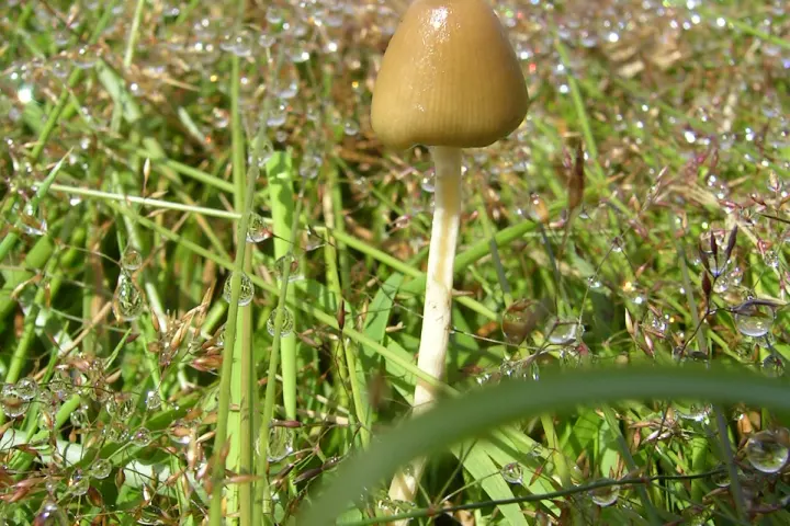 A Phrygian cap, also known as the 'liberty cap' - one of over 200 species of fungi producing Psilocybin (Photo: CC)