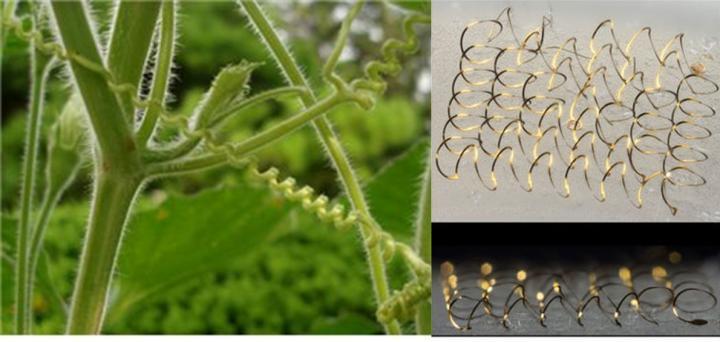 The electronic skin contains three-dimensional coils, which allows them to stretch and contract like a spring without breaking