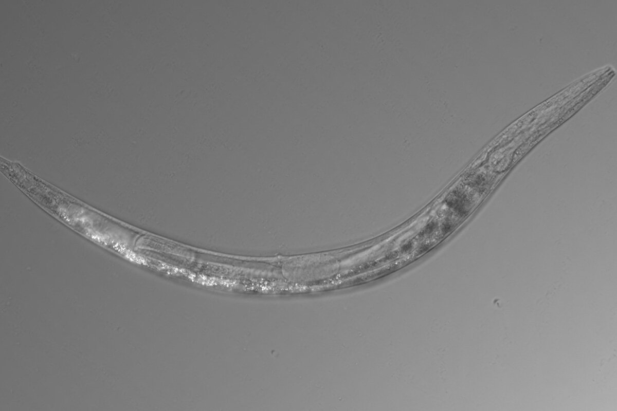 New "extremophile" worm species found to have three sexes