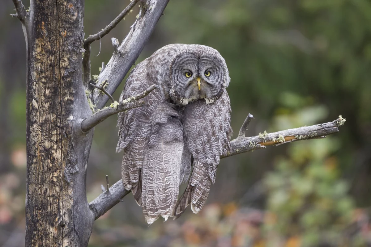 "Monday Blahs", John Blumenkamp (US). "This Great Gray Owl spent most of the afternoon posing majestically and looking, well, wise," says the photographer. "But for a moment or two after doing some elegant stretching, he/she would slump and give a look of, 'Is Monday over yet?'"
