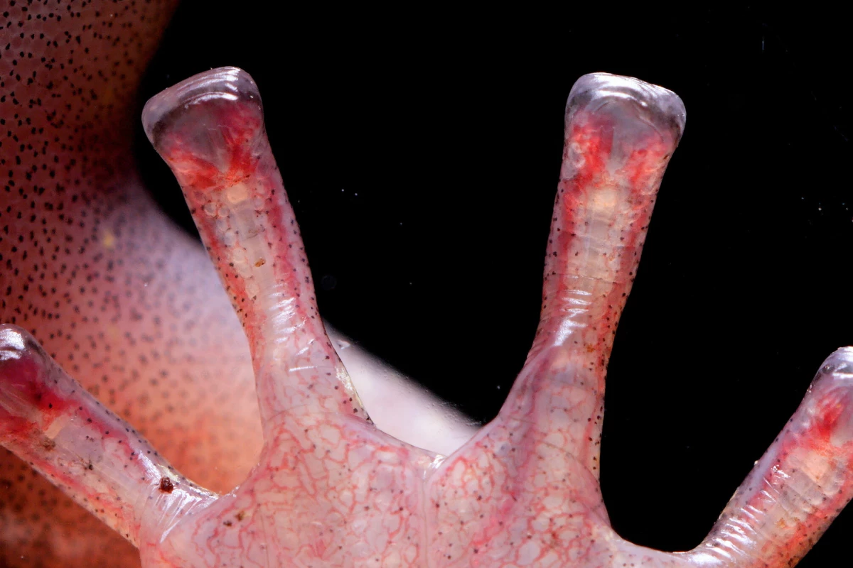 The hindfoot of a live wandering salamander, with its adjustable-pressure blood sinuses visible in the tips of the toes