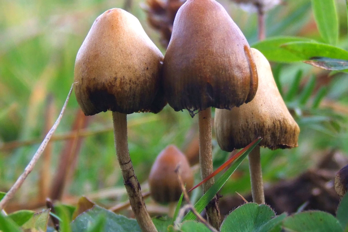 Psilocybin is the primary psychoactive compound found in what are commonly known as magic mushrooms