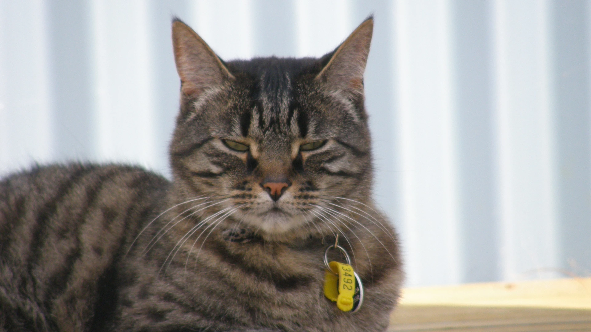 In the UK cats and dogs are owned by 26% and 31% of households respectively