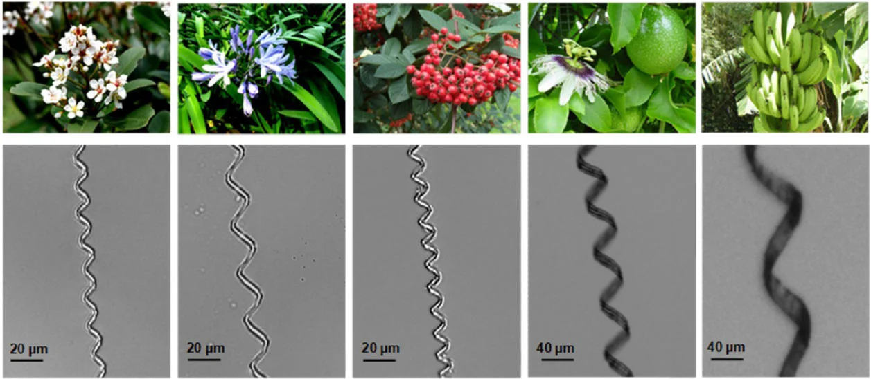 Spiral microstructures from xylem of different plants - Indian Hawthorn, African Lily, Cotoneaster, Passion Fruit and Wild Banana (Image: UCSD)