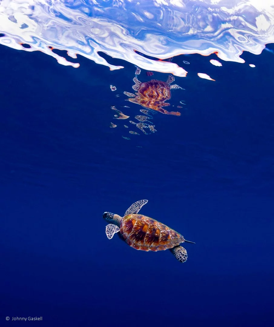Threatened Species runner-up: Turtle Reflection, Green sea turtle (Chelonia mydas), by Johnny Gaskell – a green sea turtle pays a visit to snorkellers off Heron Island, Queensland