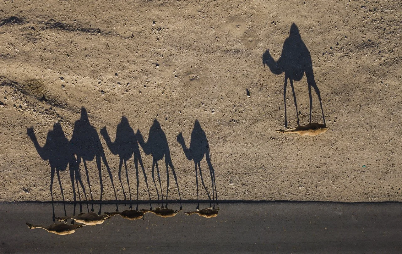A general judge favorite: "A line of camels doing its evening strolling - walking into human habitat onto the road. It was taken in 2018 during a desert trip."