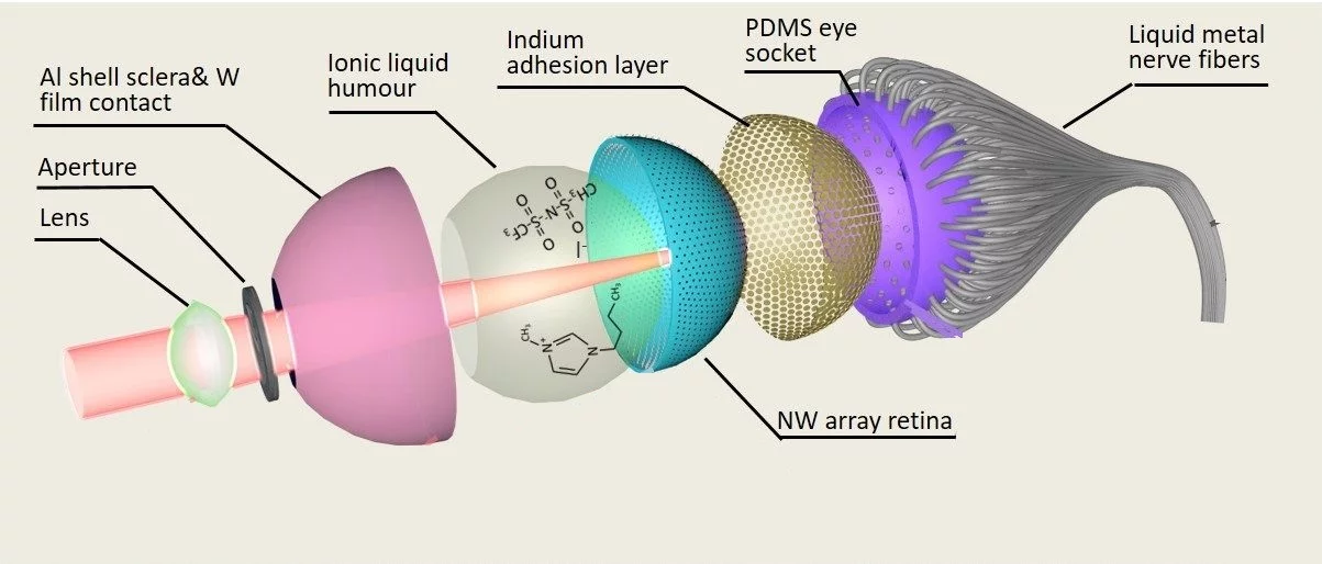 A cross section of the makeup of the Electrochemical Eye (EC-Eye)