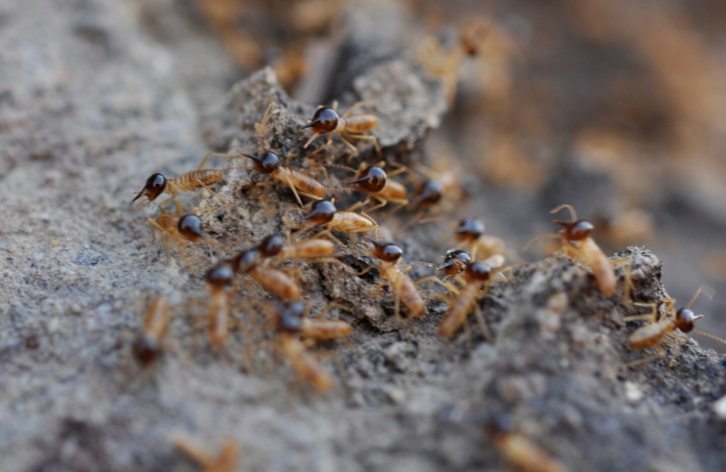 Like many great architects of the human world, these cathedral termites are the descendants of settlers that arrived from other continents and adapted to their landscape