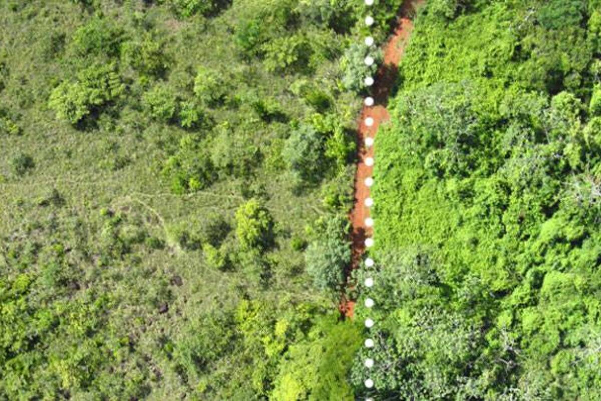 On the right is the lush forest that was loaded with orange peel waste and on the left is the untreated land