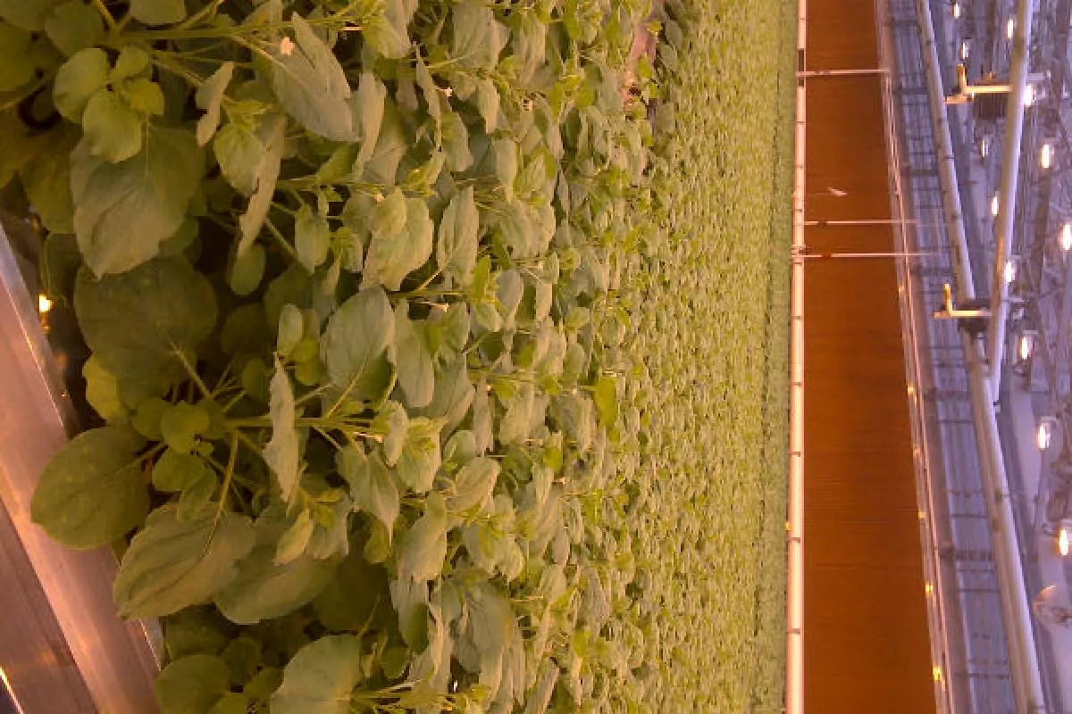 Tobacco plants used in the development of the vaccine