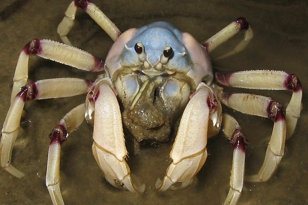 An Australian soldier crab, key component of the crab computer (Photo: LiquidGhoul, CC 3.0)