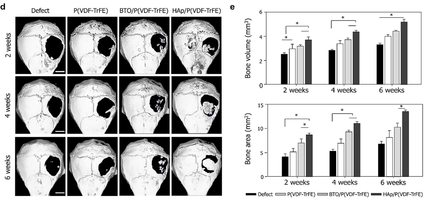 (d) Micro CT images showing bone regeneration in mice skulls using different scaffolds and (e) bone volume and area at 2, 4, and 6 weeks after scaffold implantation