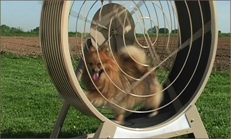 Treadmills to keep your dog fit and entertained