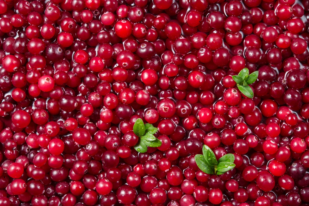 The findings indicate daily cranberry powder consumption may benefit cardiovascular health