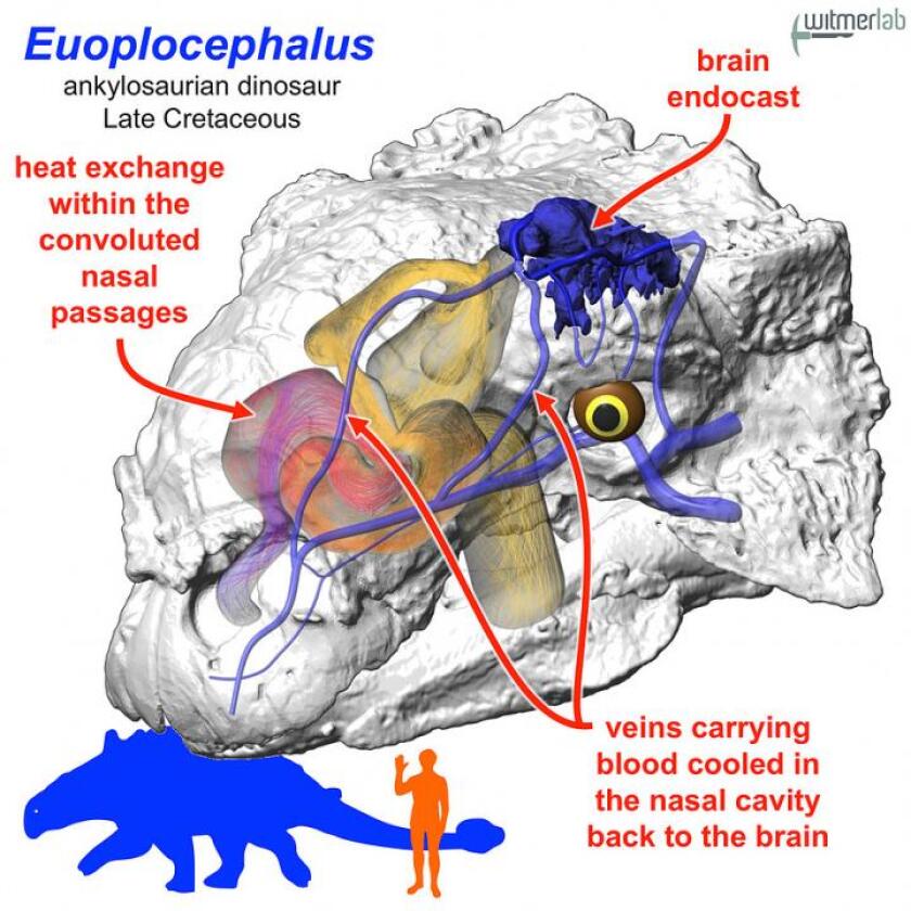 A model of the heat exchange in an ankylosaurian dinosaur