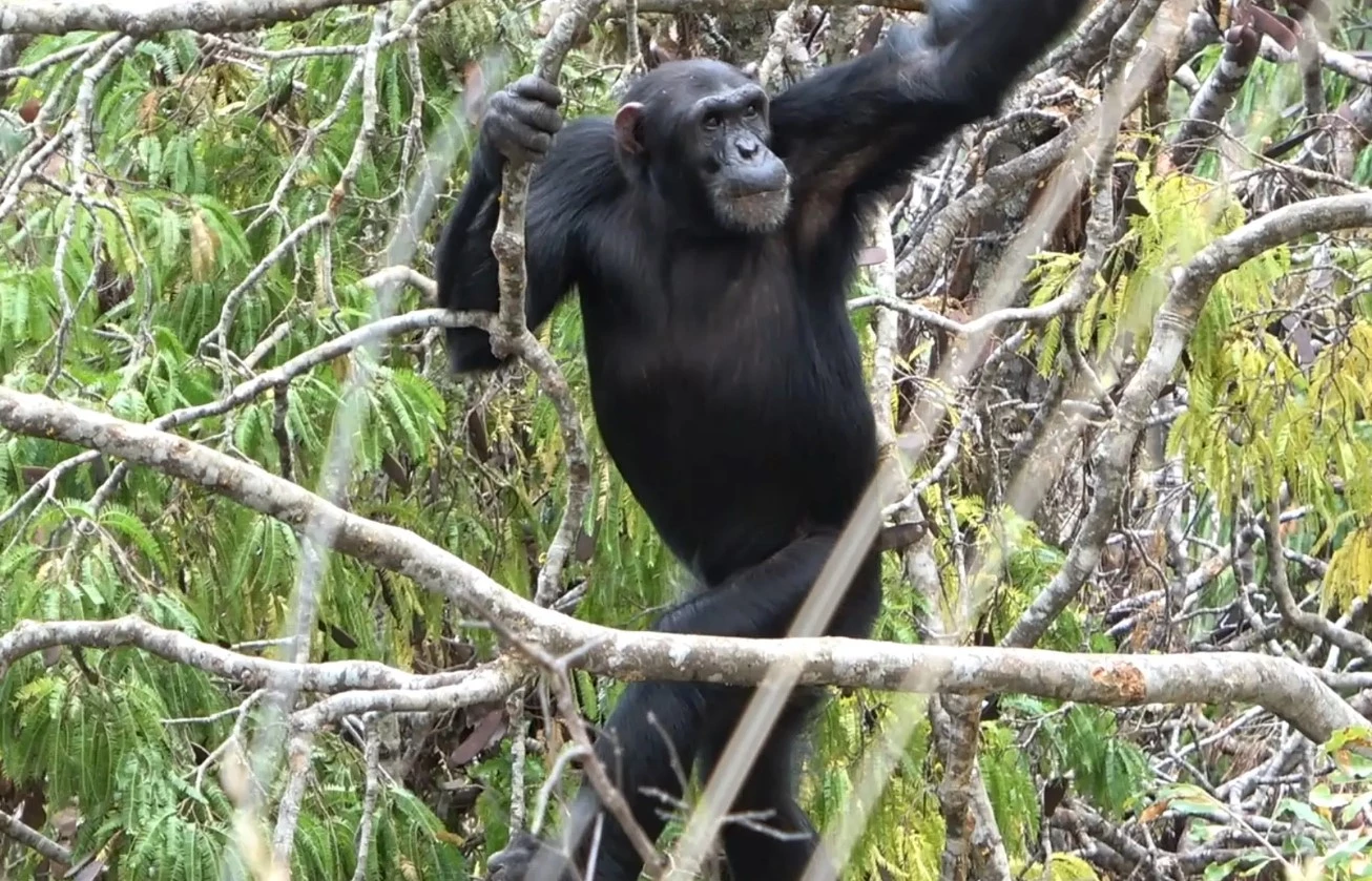Despite living in a mixed woodland/grassland environment, the chimpanzees observed in the study spent just as much time in the trees as chimps living in tropical forests