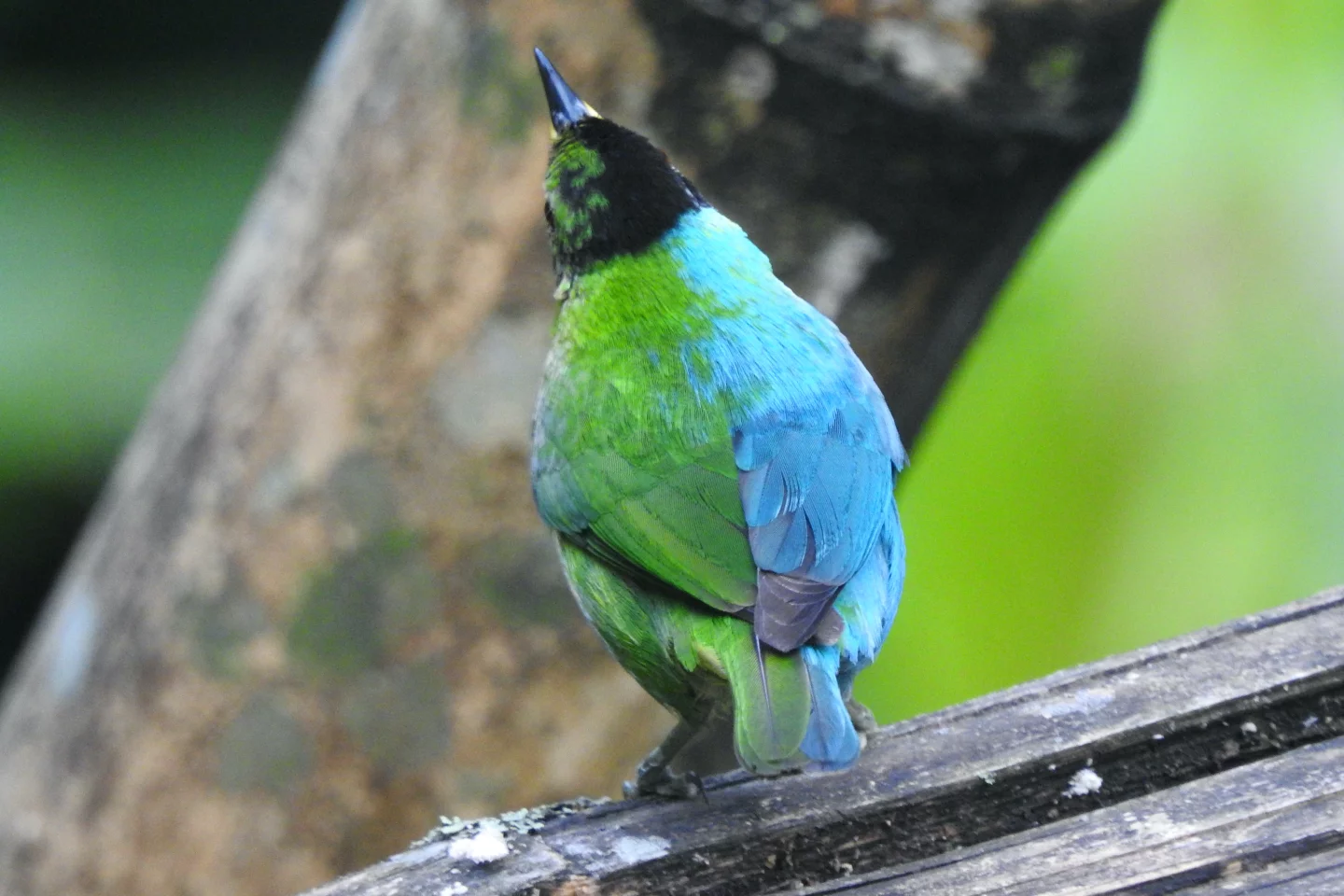 For the most part, the bird behaves like other Green Honeycreepers