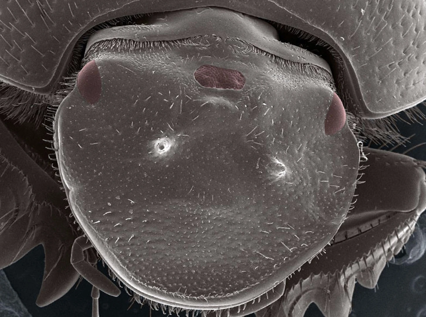 Biologists have grown a third functional eye on the forehead of beetles, using a simple genetic tool