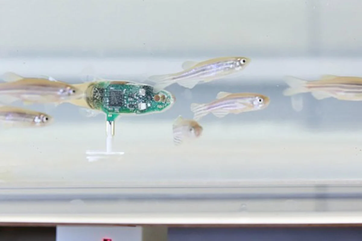 The robotic zebrafish goes undercover