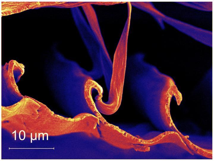 A microscope image of a feather's interlocking barbules
