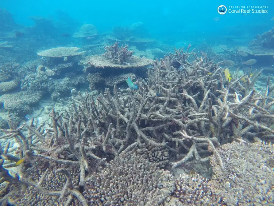 The Great Barrier Reef has experienced three major bleaching events in its recent history