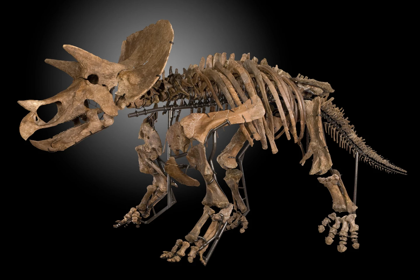 The amount of effort required to produce a full museum-quality-display dinosaur skeleton from an archeological find is immense. The above Triceratops prorsus specimen was discovered in 2012 on a private ranch in Montana when pieces of dinosaur bone were found. These bone fragments were followed and eventually large bones indicated the presence of a large Ceratopsian dinosaur. Many of these bones needed to be excavated, meaning the entire process took many weeks as the specimen could be damaged if the work was not slow and careful. Each specimen was covered in plaster jackets and removed from the field to the lab. The bones were then carefully removed from their field jackets and prepared using hand tools. Broken bones were professionally repaired and restored while several missing elements were cast from other Triceratops skeletons to complete the skeleton. A custom mount has been created to support the bones and the skull; innovative bracket mounts were crafted for each bone so that no bones were damaged in order to mount them. The bones were mounted in osteologically correct positions. Each such creature devours hundreds of hours of patient, exacting labor.