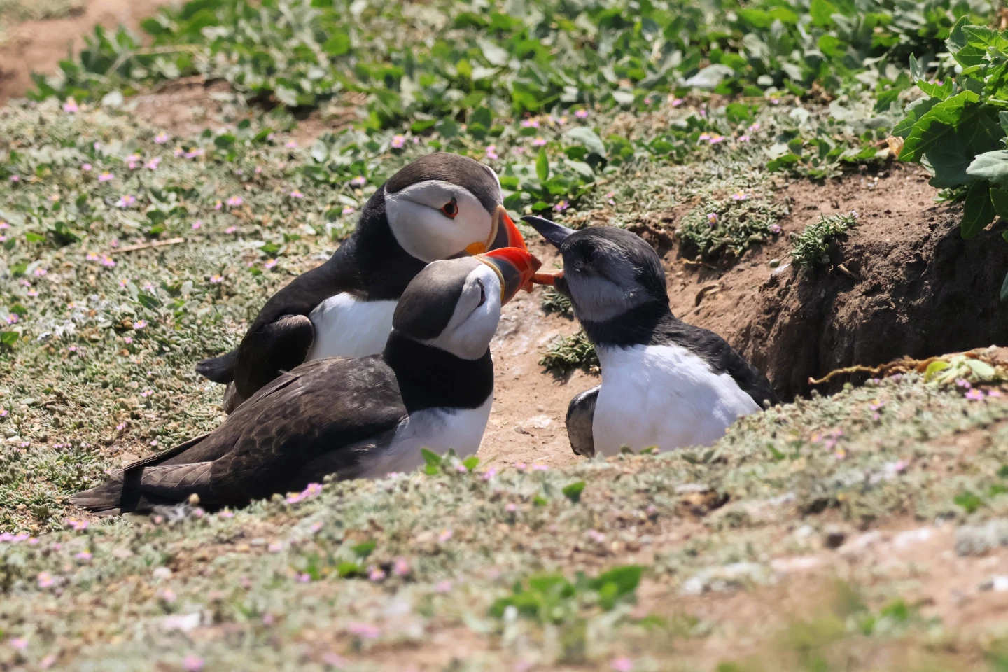 Pufflings resemble their parents in size, but lack the iconic beak and large heads