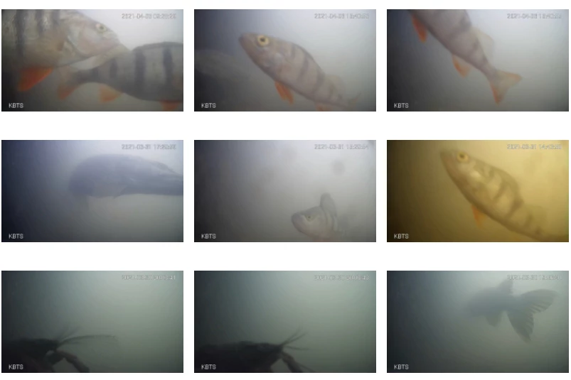 Among the species being spotted are perch, pike ... and apparently even crayfish