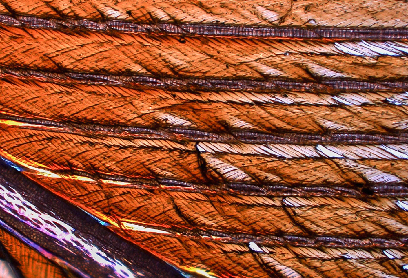 A microscope image shows how oil exposure causes feather structures known as barbules to clump, instead of interlocking to form a waterproof barrier