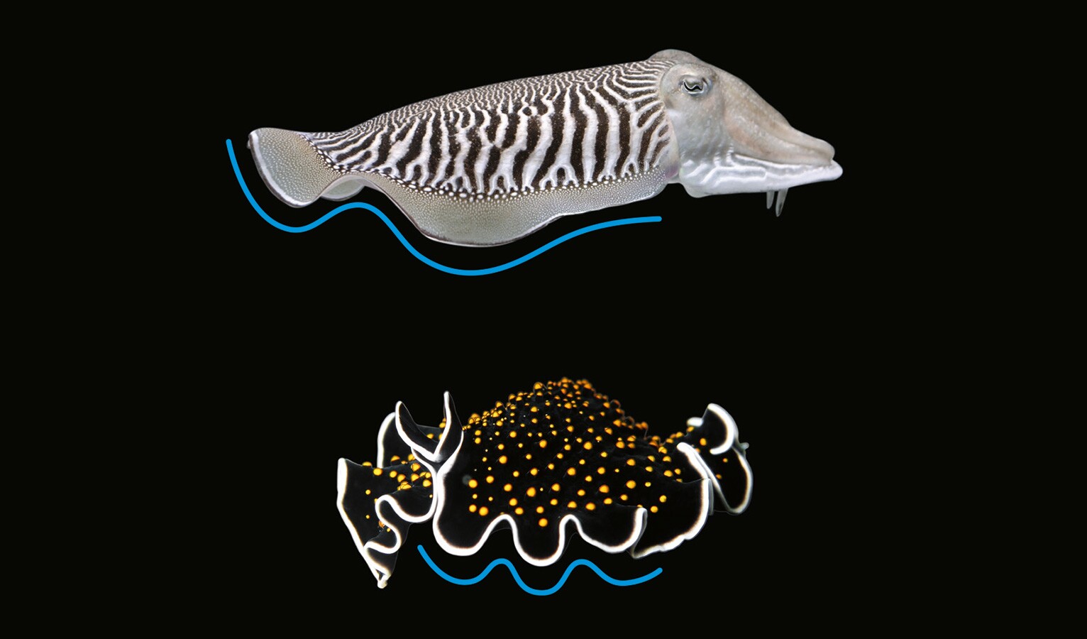 ?url=http%3A%2F%2Fnewatlas Brightspot.s3.amazonaws.com%2Farchive%2Ffesto Bionicfinwave 1