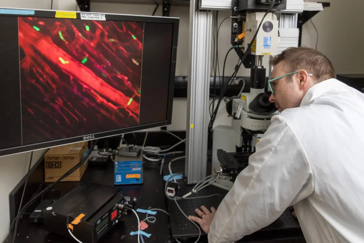 Researcher Justin Deniset using live imaging microscopy to watch pericardial cells