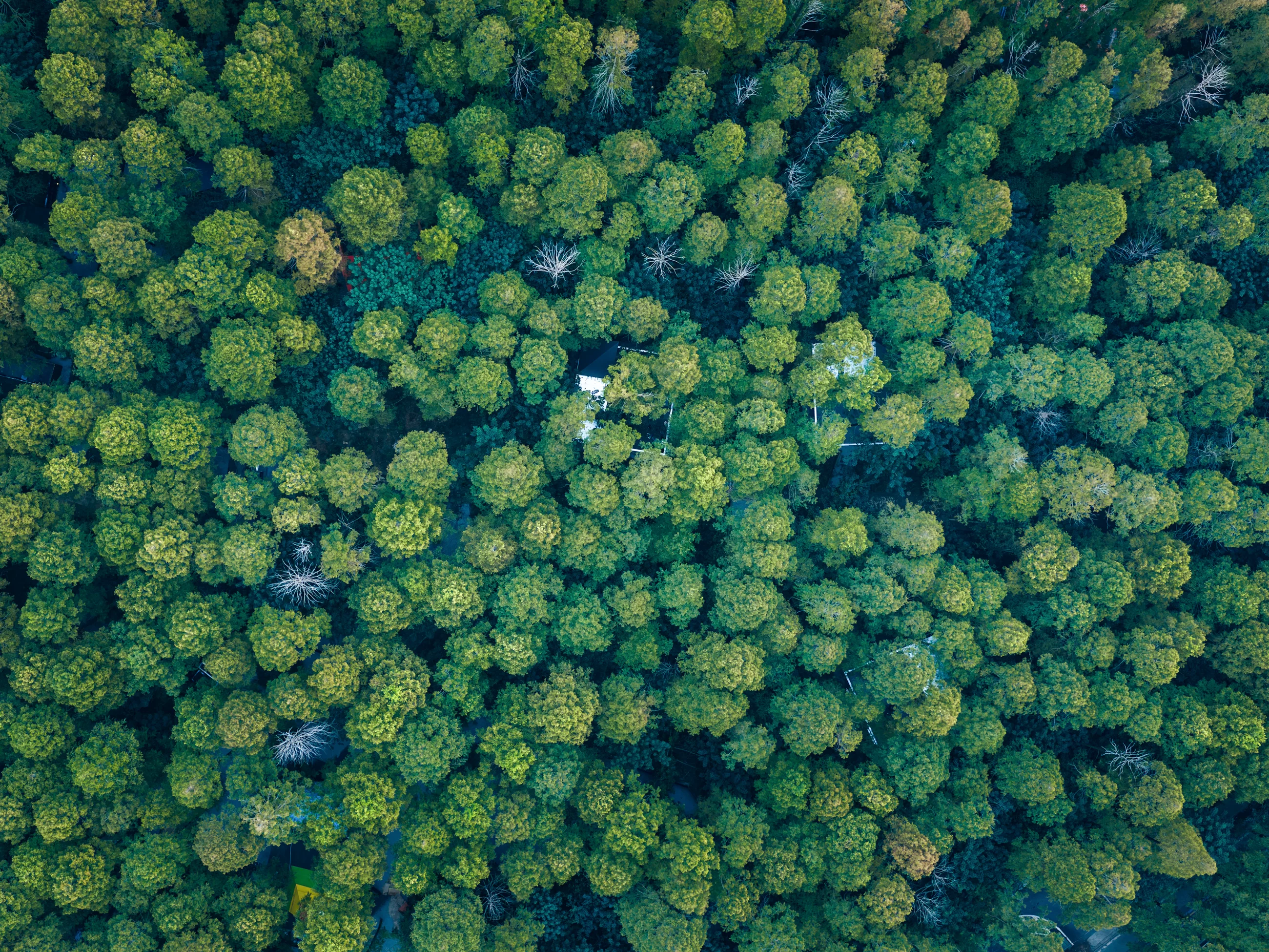 Guests can enjoy a peaceful escape among the tall metasequoia trees