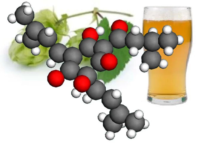 Better understanding the structure of the humulone molecule found in hops could lead to more effective pharmaceuticals