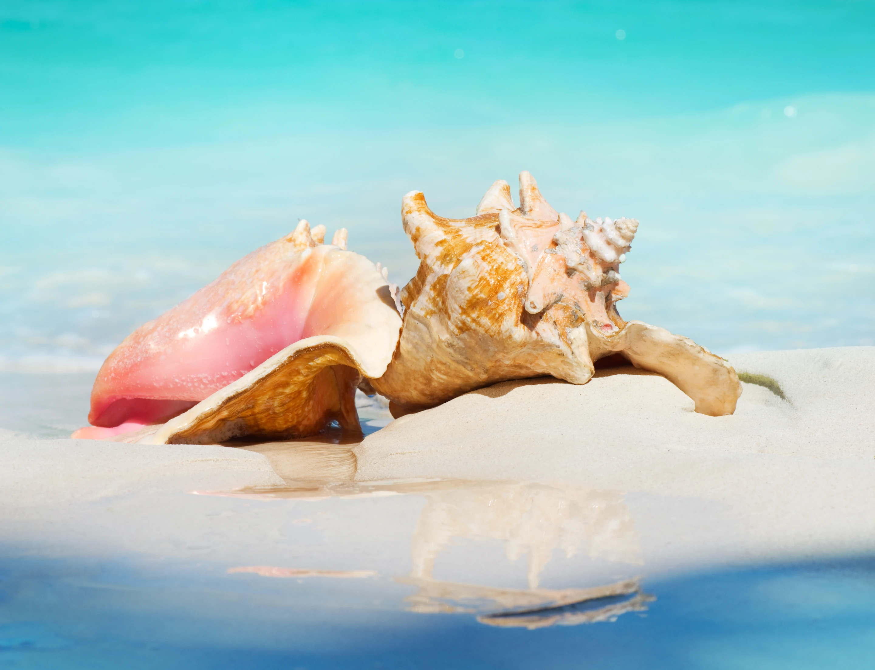 Conch shells may be pretty, but they're also tough