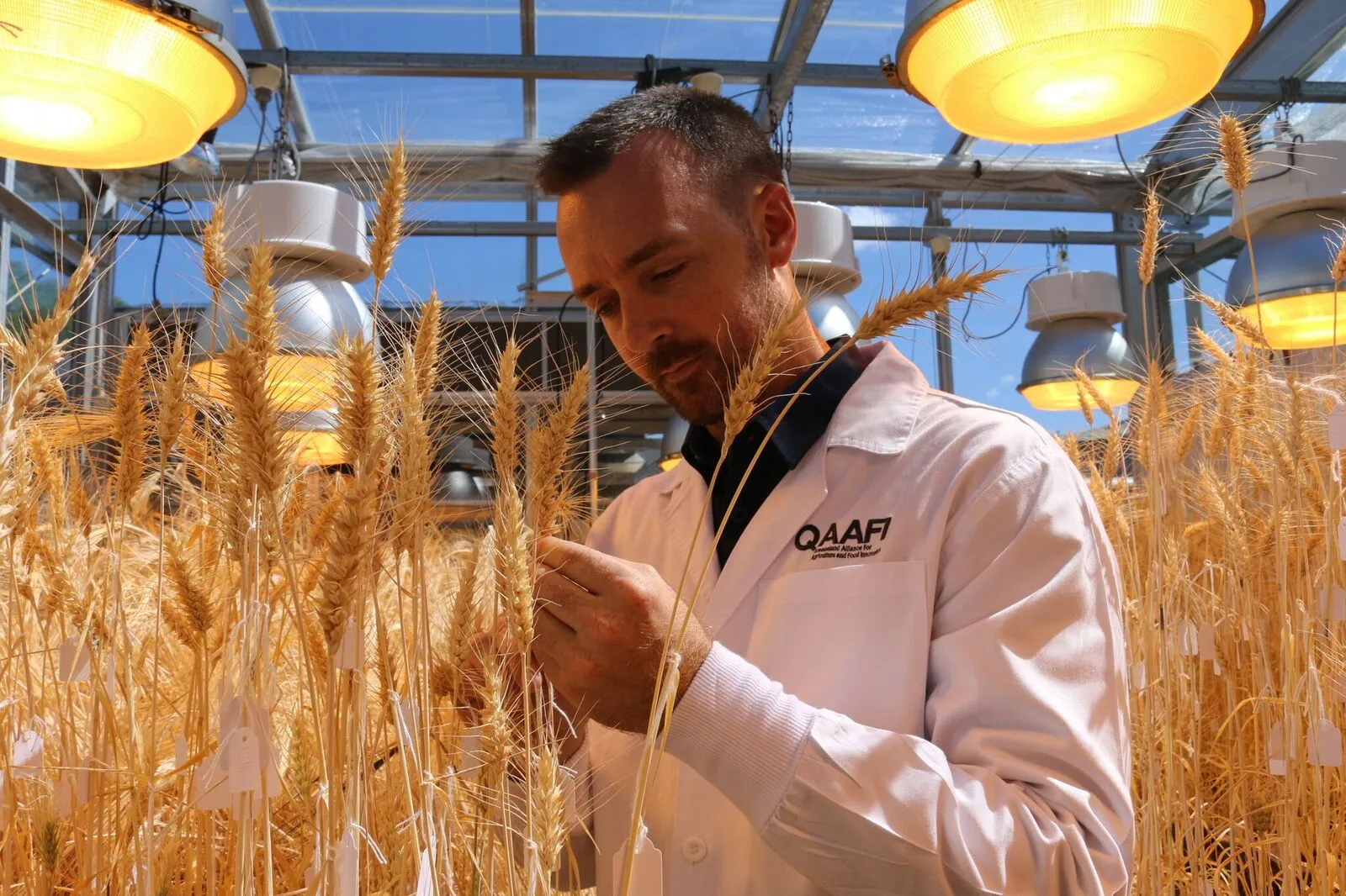 Dr Lee Hickey in the glasshouse