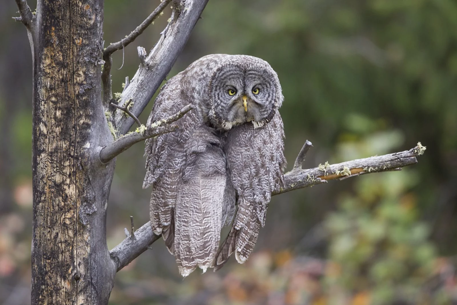 "Monday Blahs", John Blumenkamp (US). "This Great Gray Owl spent most of the afternoon posing majestically and looking, well, wise," says the photographer. "But for a moment or two after doing some elegant stretching, he/she would slump and give a look of, 'Is Monday over yet?'"