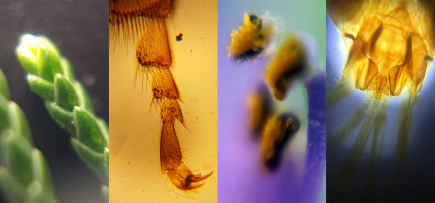 The Micro lens can be used for observing things as small as cells