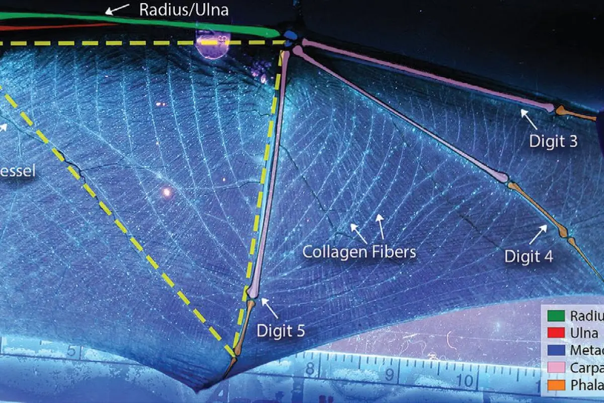 A bat wing, with the white collagen-elastin bundles clearly visible