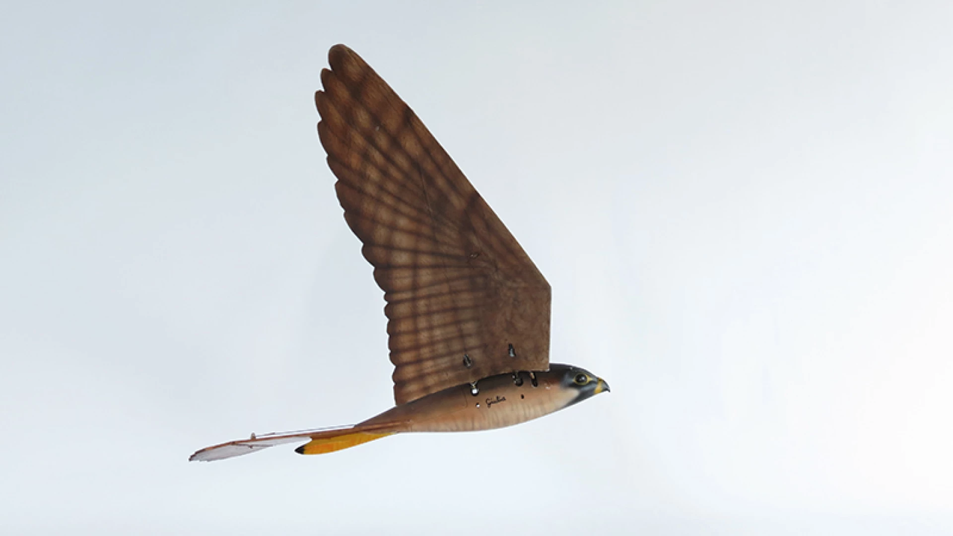 Robotic raptors look and fly like the real thing