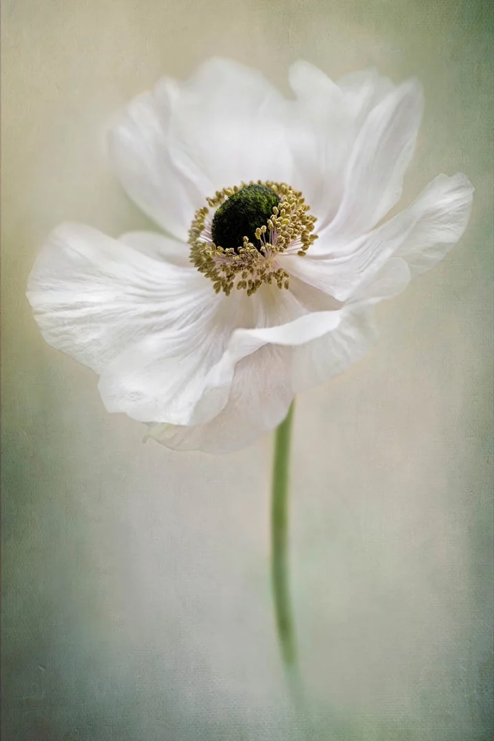 Finalist: Anemone de Caen