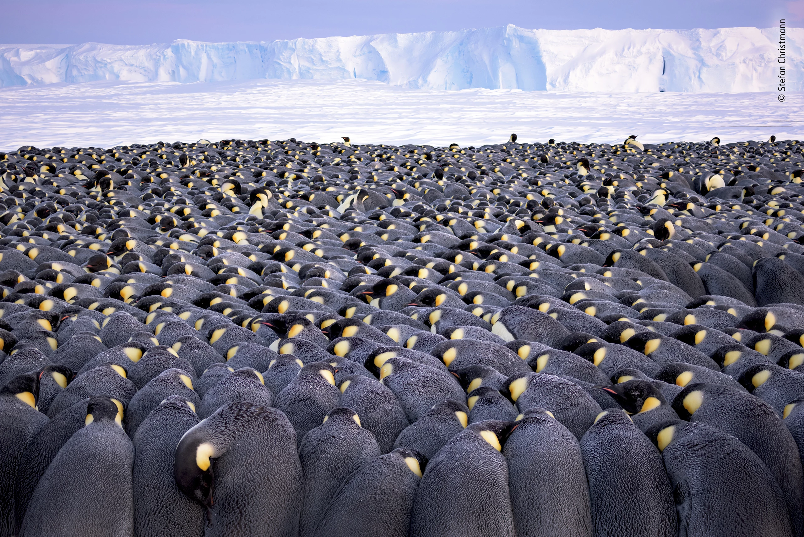 Winner - Wildlife Photographer of the Year Portfolio Award. More than 5,000 male emperor penguins huddle against the wind and late winter cold on the sea ice of Antarctica’s Atka Bay, in front of the Ekström Ice Shelf