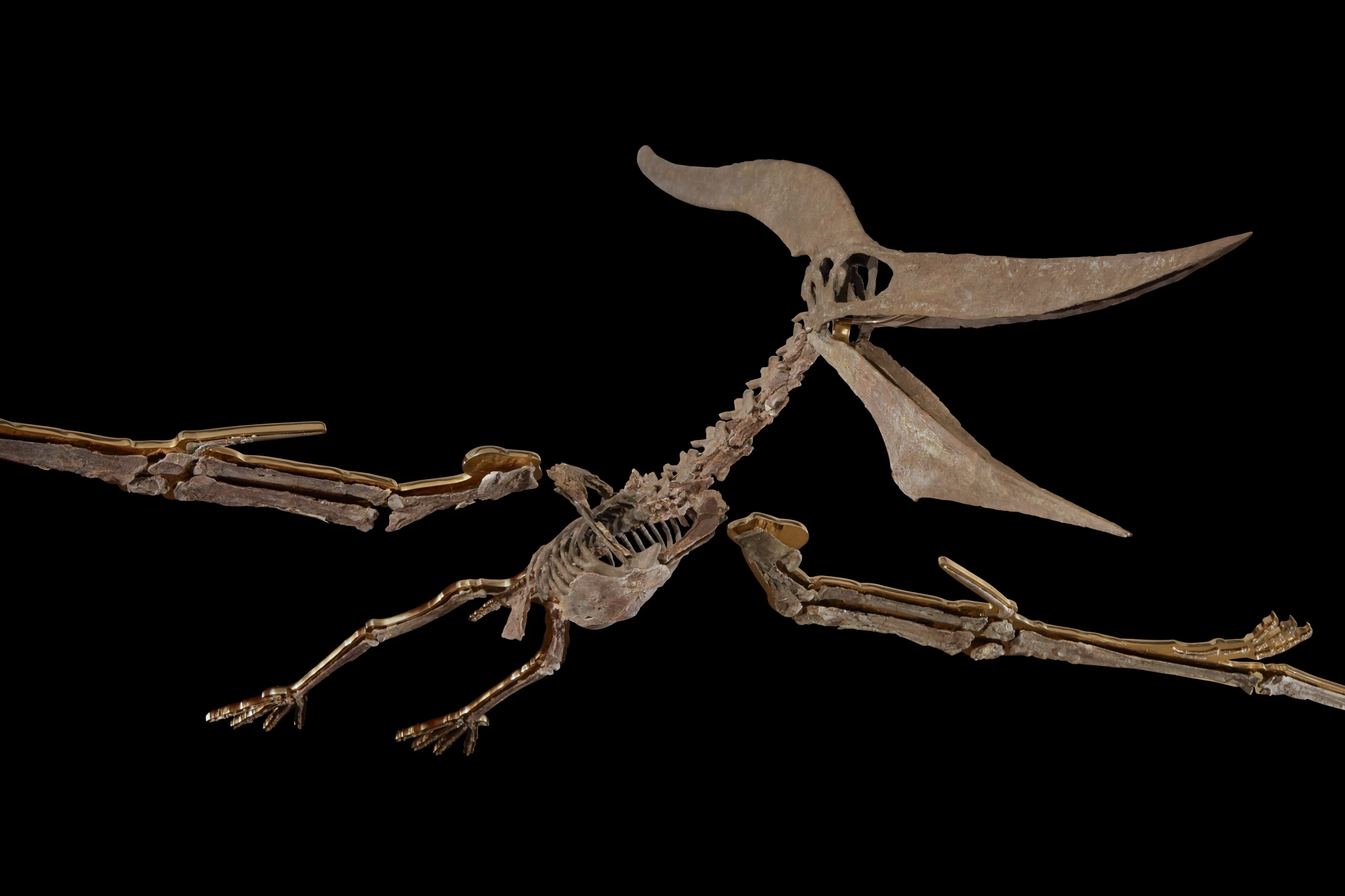With a wingspan of 20 feet, this Pteranodon was not quite as big as Lockheed Martin's F-35 Lightning Combat Fighter (wingspan = 35 feet), but the flying reptile was undoubtedly the largest creature ever to fly. This 85-million-year-old carnivorous Kansas native had a body 297 cm (9 feet 9 inches) long, could fly for hundreds of miles at a time, and unquestionably ruled the skies during the time of the dinosaurs.