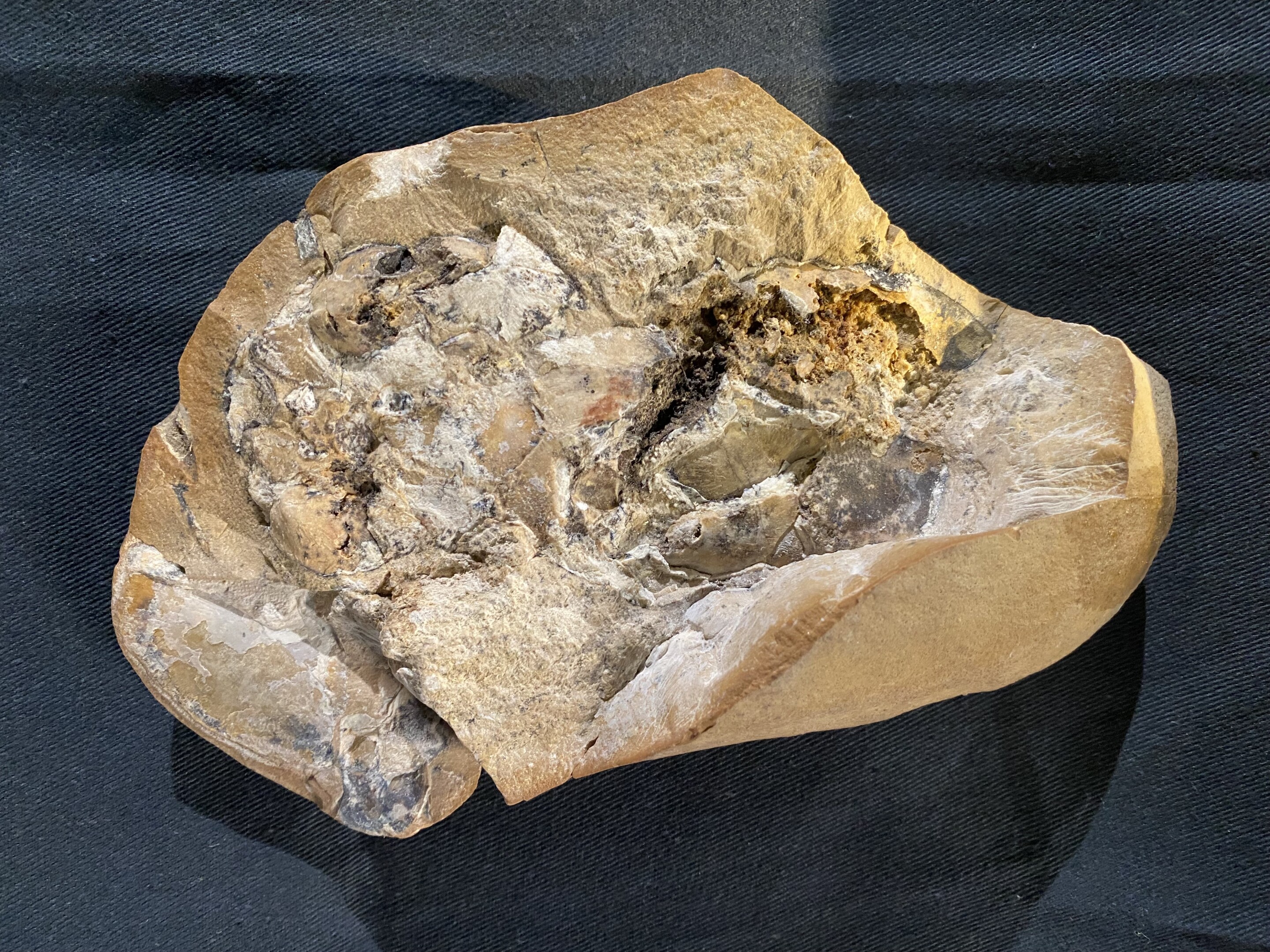 The fossil, encased in limestone, which includes the preserved heart still inside