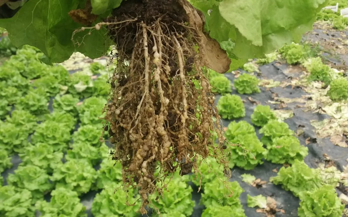 Root galling on a nematode-infested lettuce plant