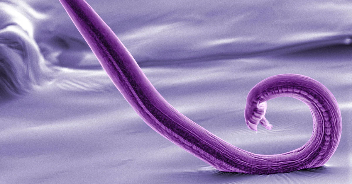 Scientists have mapped the entire nervous system of a roundworm called C. elegans