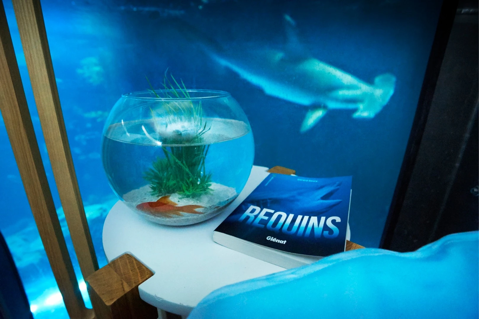 Winners will be asked not to take photos after dark due to sharks being sensitive to light